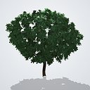 Fruitless White Mulberry Tree