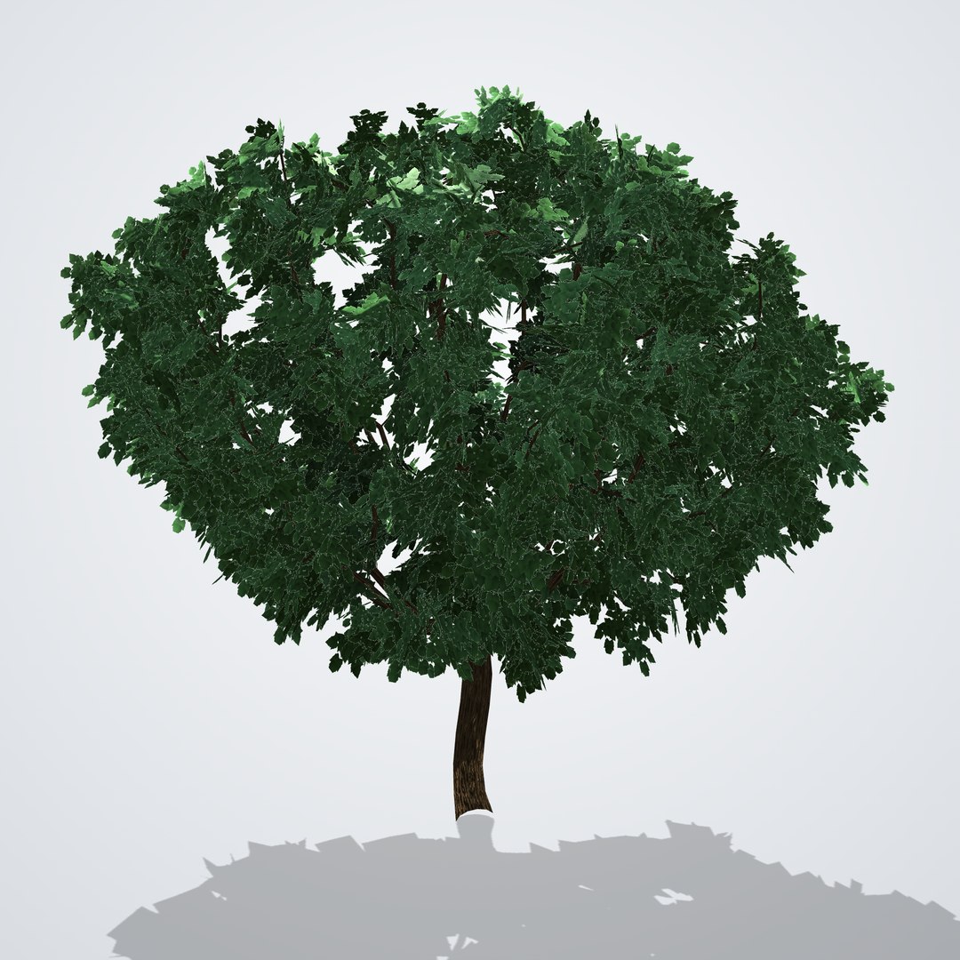20 Trees Collection - Ornamental, Fruit and Shade Trees model https://p.turbosquid.com/ts-thumb/UX/LYSR1T/BT/morusalbafruitless_02_side_right/png/1792518173/1920x1080/fit_q87/6cc51e6a18726f947230f0428afb5e98cd48b881/morusalbafruitless_02_side_right.jpg