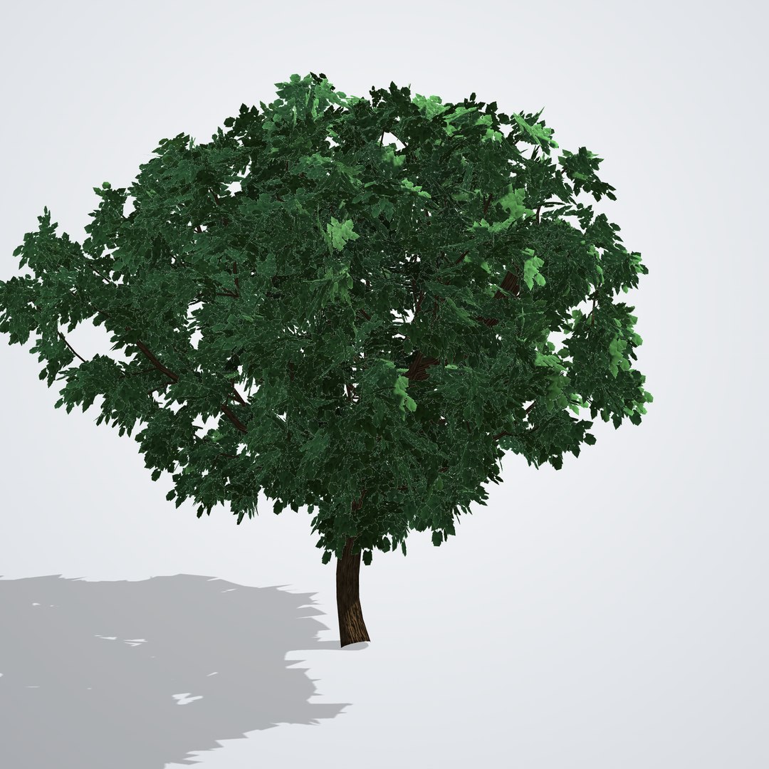 3D Fruitless White Mulberry Tree model https://p.turbosquid.com/ts-thumb/UX/LYSR1T/Yy/morusalbafruitless_03_back/png/1790121076/1920x1080/fit_q87/11f86f836705c184c456eb2948c53144bf61bd92/morusalbafruitless_03_back.jpg