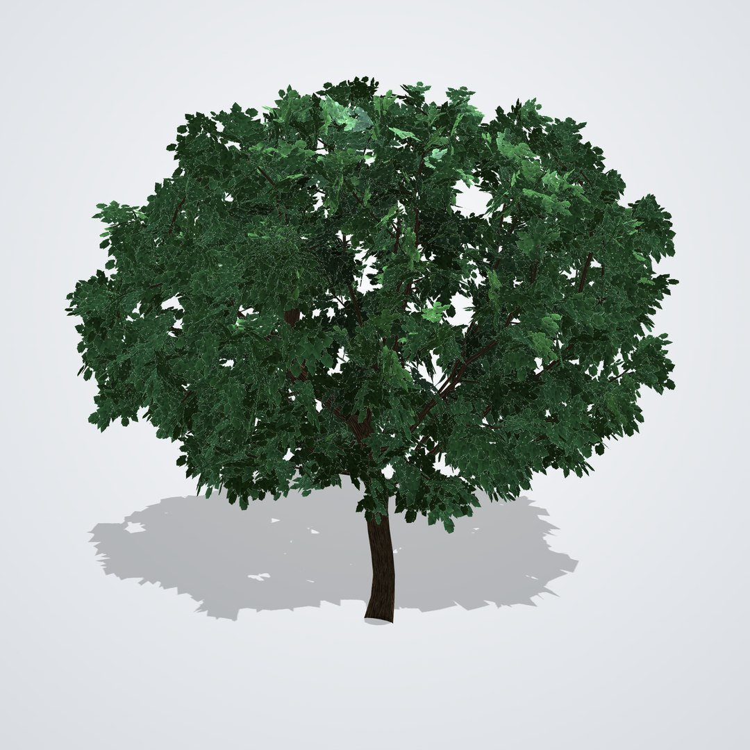 3D Fruitless White Mulberry Tree model https://p.turbosquid.com/ts-thumb/UX/LYSR1T/ck/morusalbafruitless_04_side_left/png/1790121076/1920x1080/fit_q87/4ffd871dfe0cca8720341744c0a26fd146a05744/morusalbafruitless_04_side_left.jpg