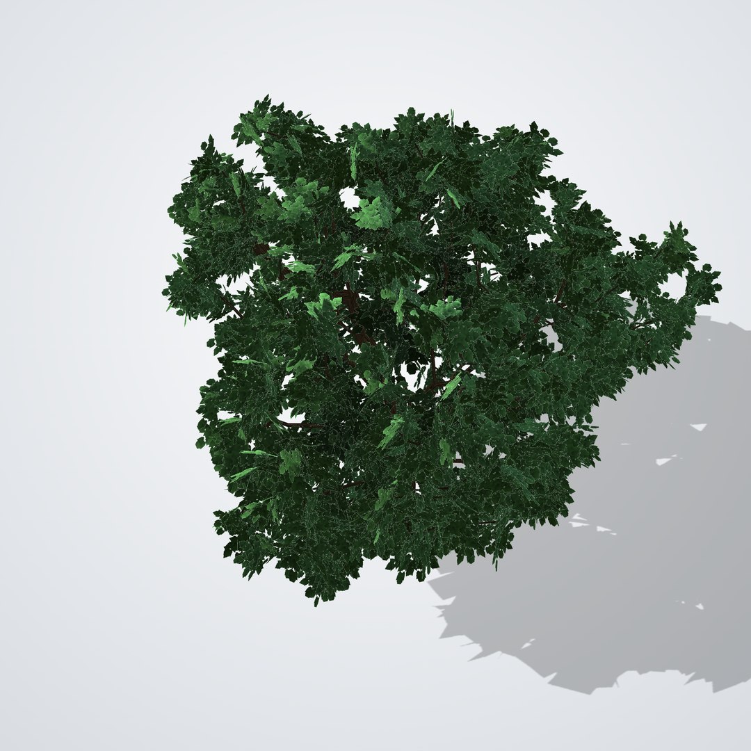 3D Fruitless White Mulberry Tree model https://p.turbosquid.com/ts-thumb/UX/LYSR1T/qI/morusalbafruitless_05_top/png/1790121076/1920x1080/fit_q87/137186da6dba838687397d44bba0ba2162deb4b4/morusalbafruitless_05_top.jpg