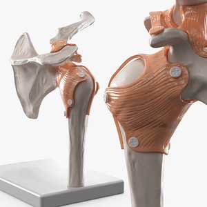 Shoulder Joint Rigged
