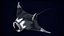 Manta Ray truccata