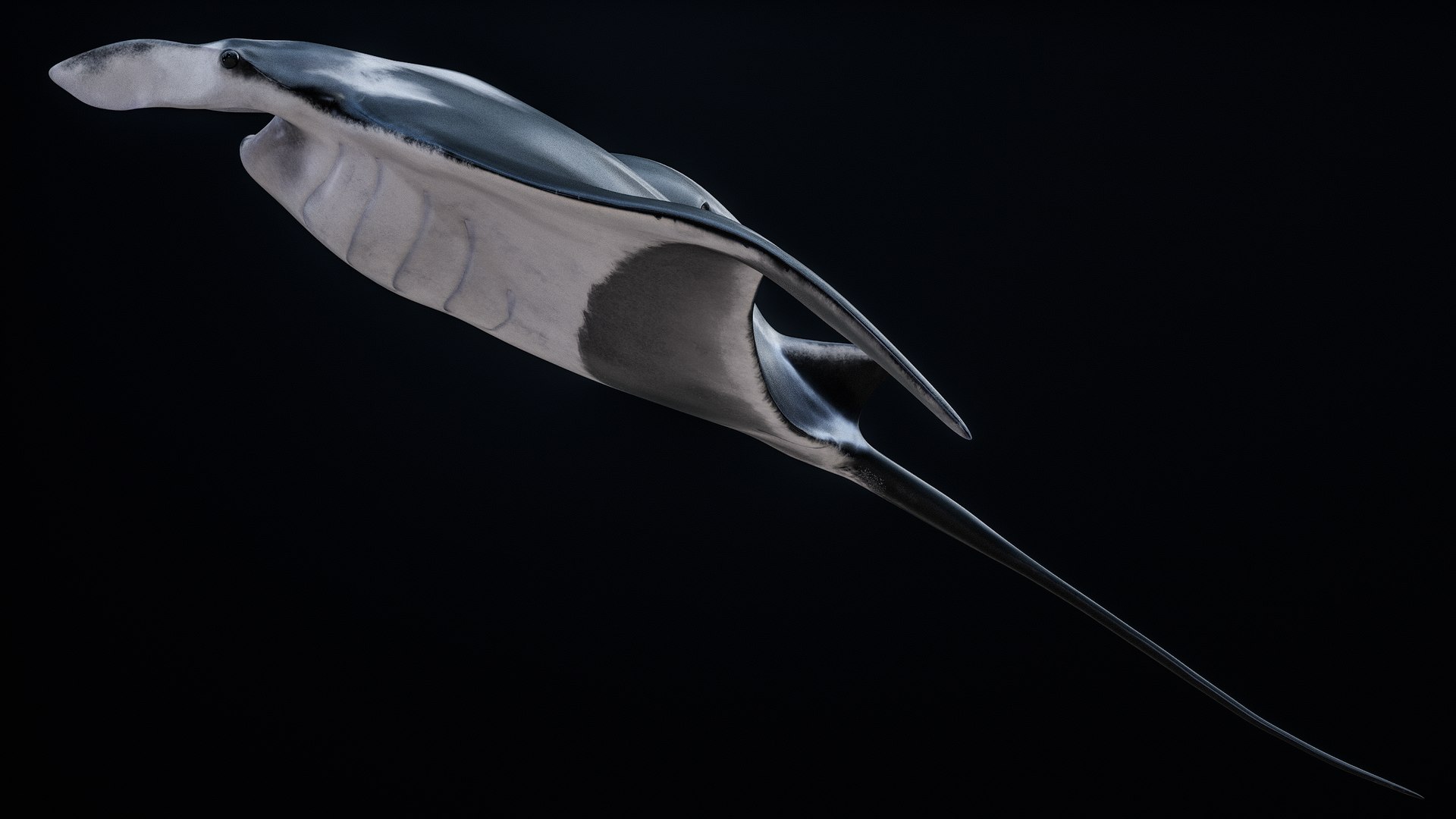 3D Manta Ray Rigged model https://p.turbosquid.com/ts-thumb/UX/NlZCag/4P/r_viewport_009/png/1721505935/1920x1080/fit_q87/18275f38ca181d609f7fe78dff84b6aa91736490/r_viewport_009.jpg
