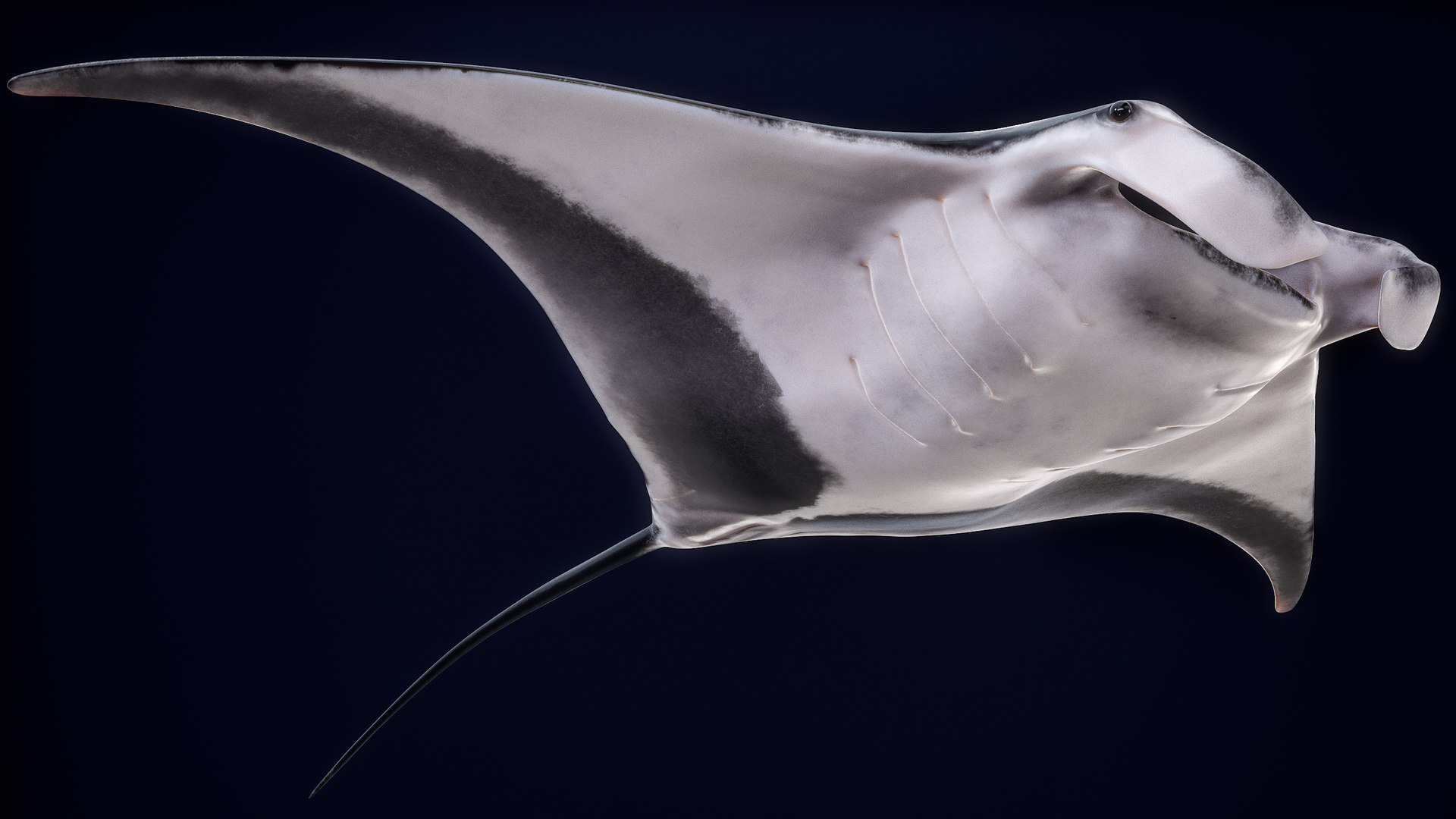 3D Manta Ray Rigged model https://p.turbosquid.com/ts-thumb/UX/NlZCag/9E/r_viewport_023/png/1721506489/1920x1080/fit_q87/462b618fc71e833d6ecedb5b4949861e97b1f03c/r_viewport_023.jpg