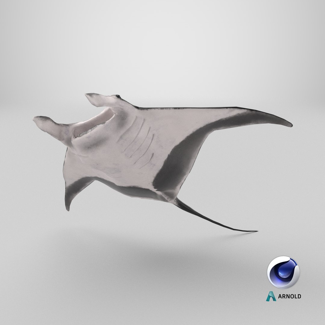 3D Manta Ray Rigged model https://p.turbosquid.com/ts-thumb/UX/NlZCag/GT/stemcell_cinema_4d_arnold_render/png/1721757293/1920x1080/fit_q87/c0835cd5cfb9032dd8a451bffd8dc2ad1ceb18d6/stemcell_cinema_4d_arnold_render.jpg