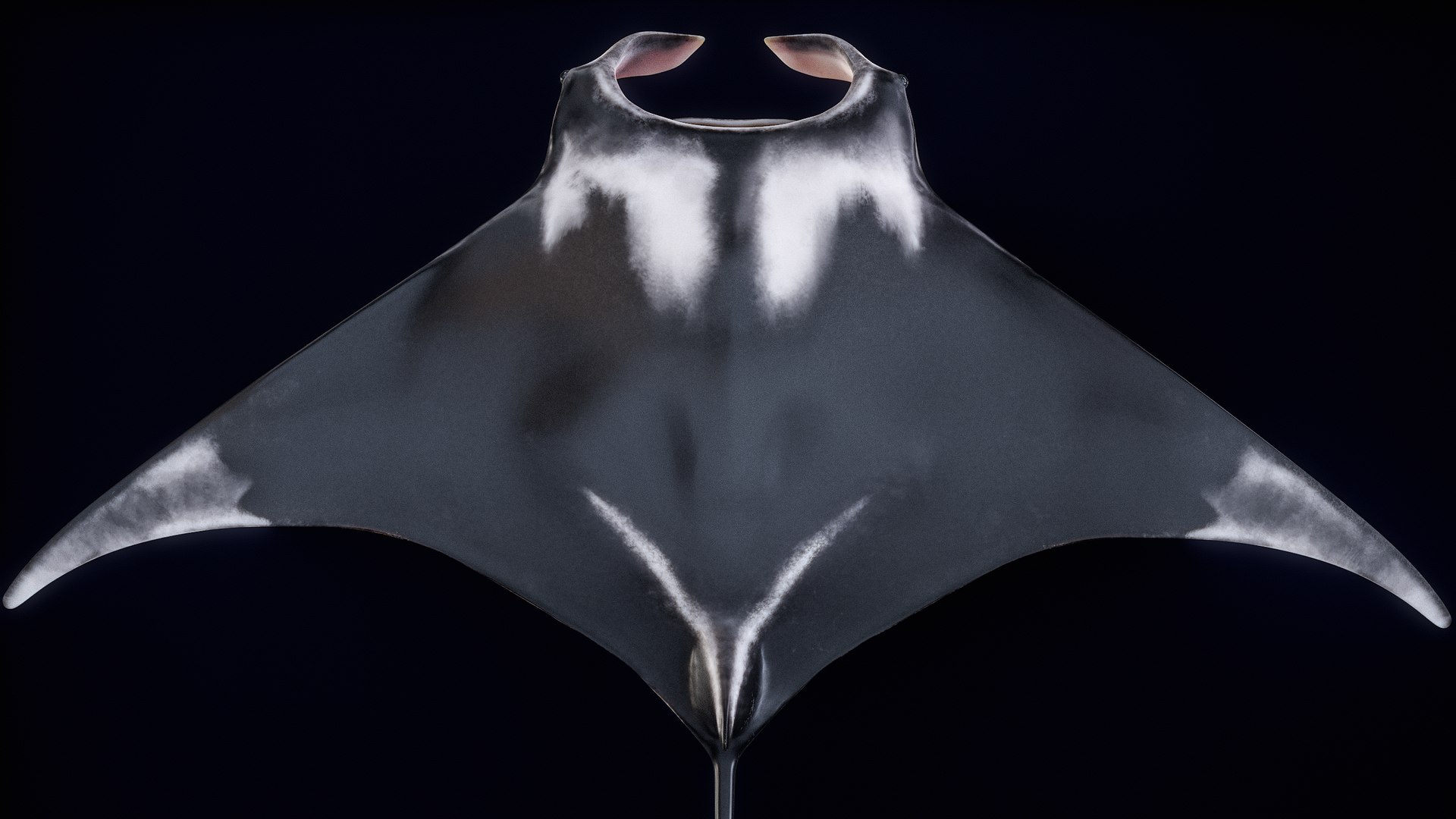 3D Manta Ray Rigged model https://p.turbosquid.com/ts-thumb/UX/NlZCag/IB/r_viewport_024/png/1721506489/1920x1080/fit_q87/15dd4651f6a649de56b8d1ffbff11dfe9949bbdf/r_viewport_024.jpg