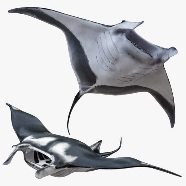 3D Manta Ray Rigged model