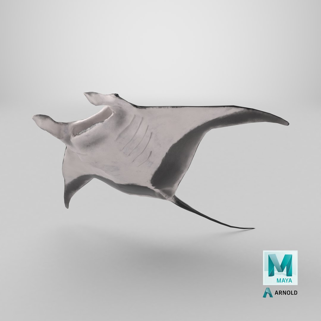 3D Manta Ray Rigged model https://p.turbosquid.com/ts-thumb/UX/NlZCag/Xa/stemcell_maya_arnold_render/png/1721757289/1920x1080/fit_q87/6aa76c7aa35bb70d47c8b666ec6828c178898ba8/stemcell_maya_arnold_render.jpg