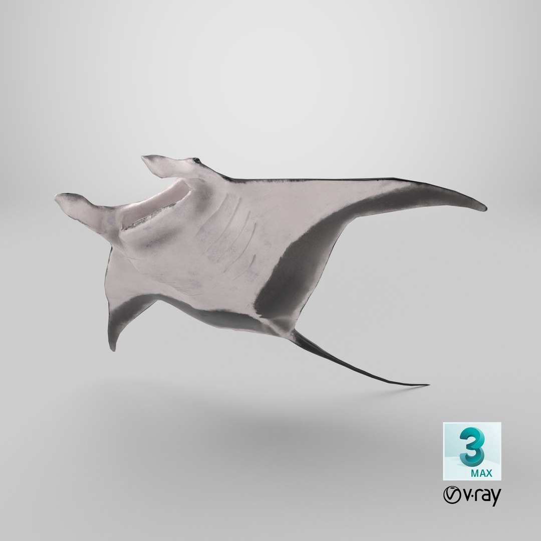3D Manta Ray Rigged model https://p.turbosquid.com/ts-thumb/UX/NlZCag/oc/stemcell_max_vray_render/png/1721757297/1920x1080/fit_q87/ac43ff3acbeb0fa914407a15789a4696917eacfb/stemcell_max_vray_render.jpg