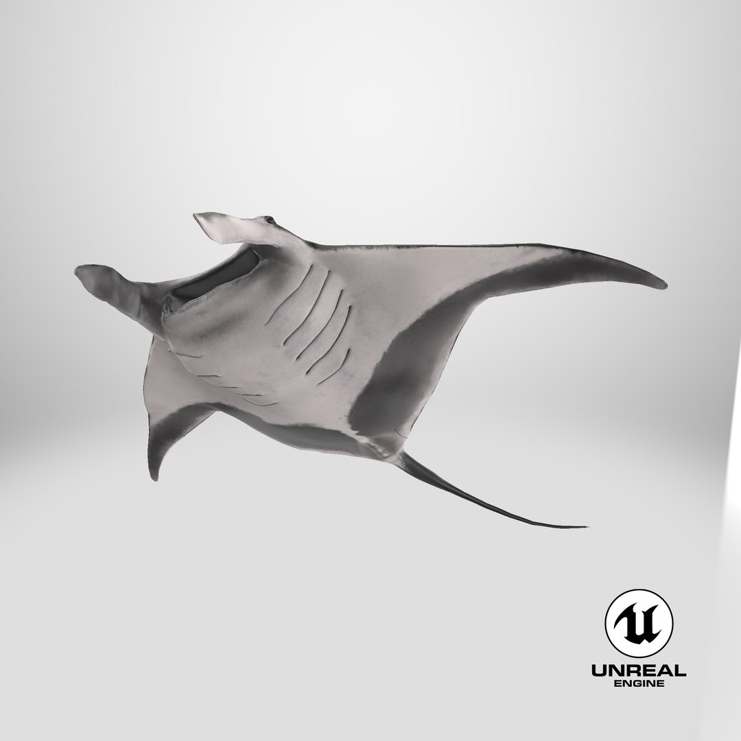 3D Manta Ray Rigged model https://p.turbosquid.com/ts-thumb/UX/NlZCag/q7/stemcell_unreal_render/png/1721757300/1920x1080/fit_q87/1d9a1eb284267a9c3c05a73261162cc63017e90b/stemcell_unreal_render.jpg