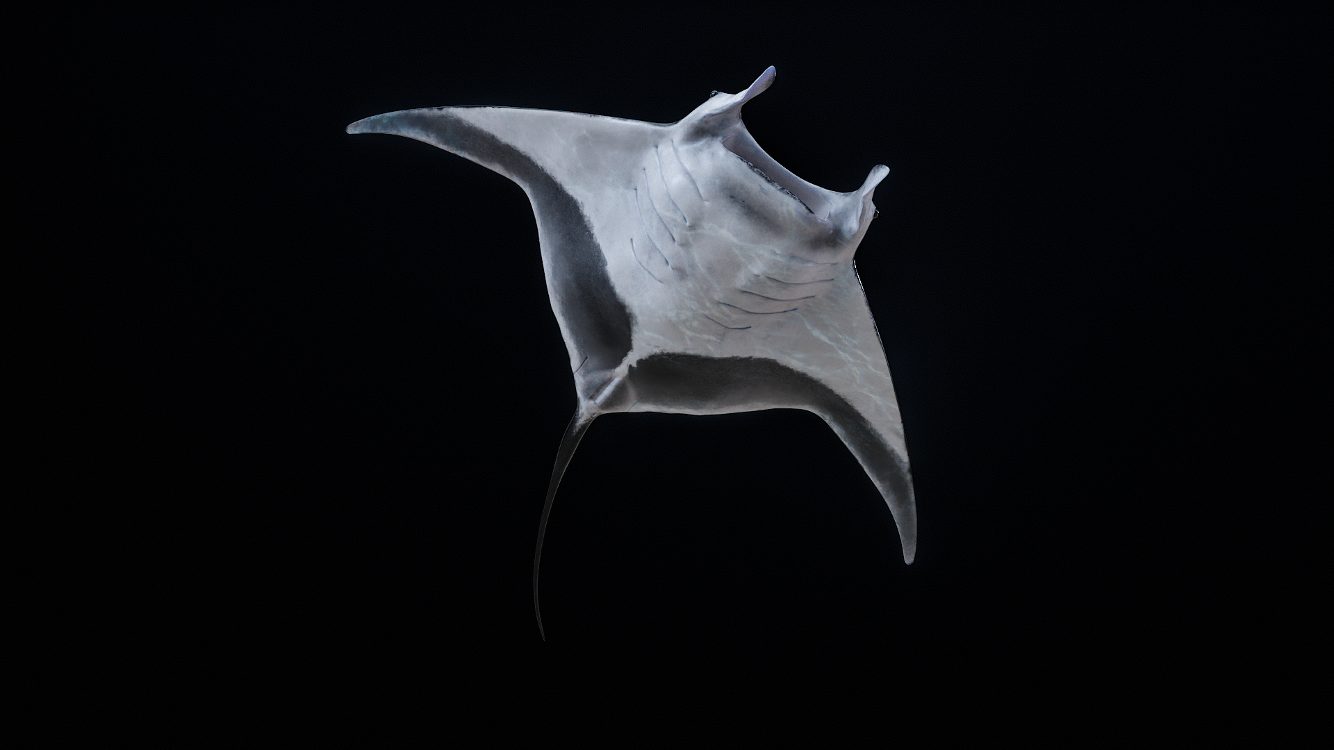 3D Manta Ray Rigged model https://p.turbosquid.com/ts-thumb/UX/NlZCag/qW/z00/png/1721506077/1920x1080/turn_fit_q99/929ad1a5622165963167c5cd3decbd34a88e8b73/z00-1.jpg