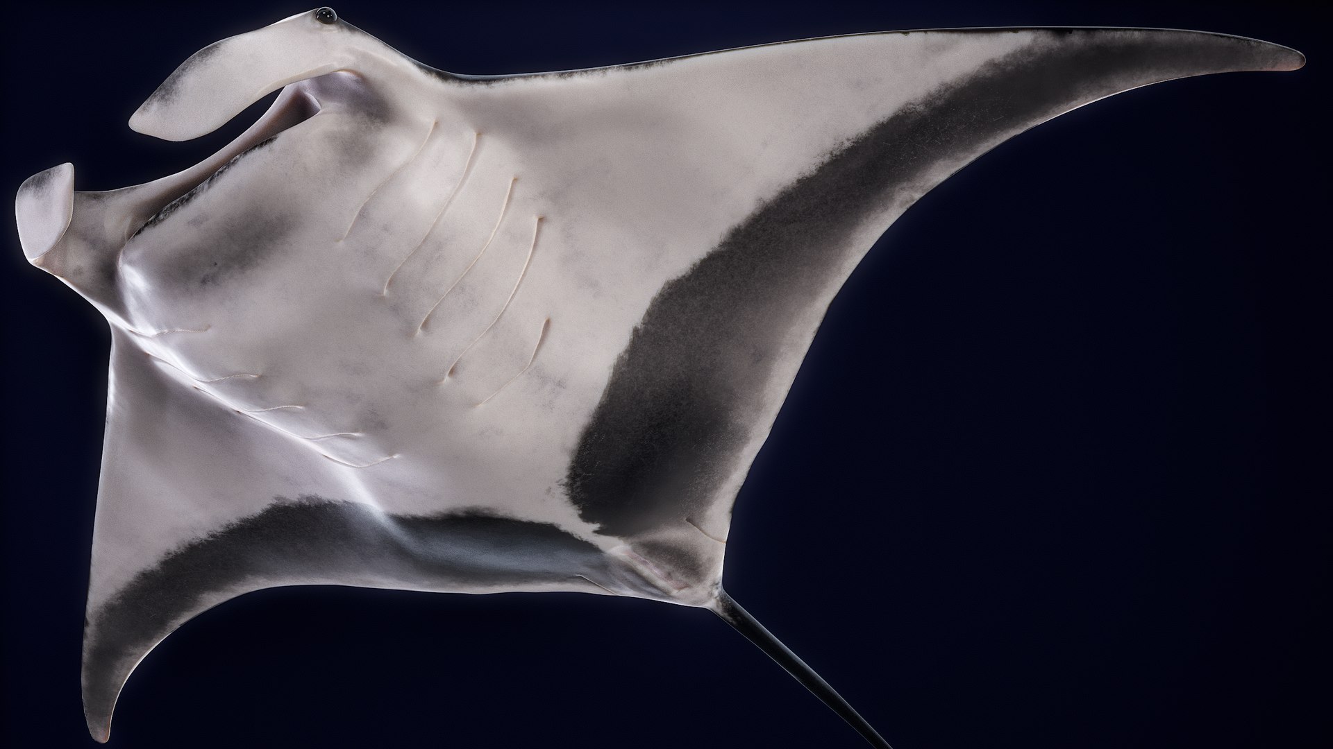 3D Manta Ray Rigged model https://p.turbosquid.com/ts-thumb/UX/NlZCag/re/r_viewport_020/png/1721506487/1920x1080/fit_q87/c6f4fff26d9d33fc0c102847a89d9b20d1603659/r_viewport_020.jpg