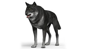 3D Black Wolf With PBR Textures