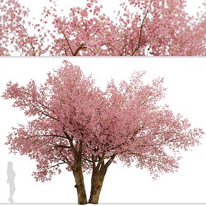 3D model Sakura Cherry Blossom or Prunus Cerasus Tree -1 Tree