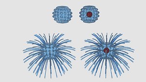 virus 3d model