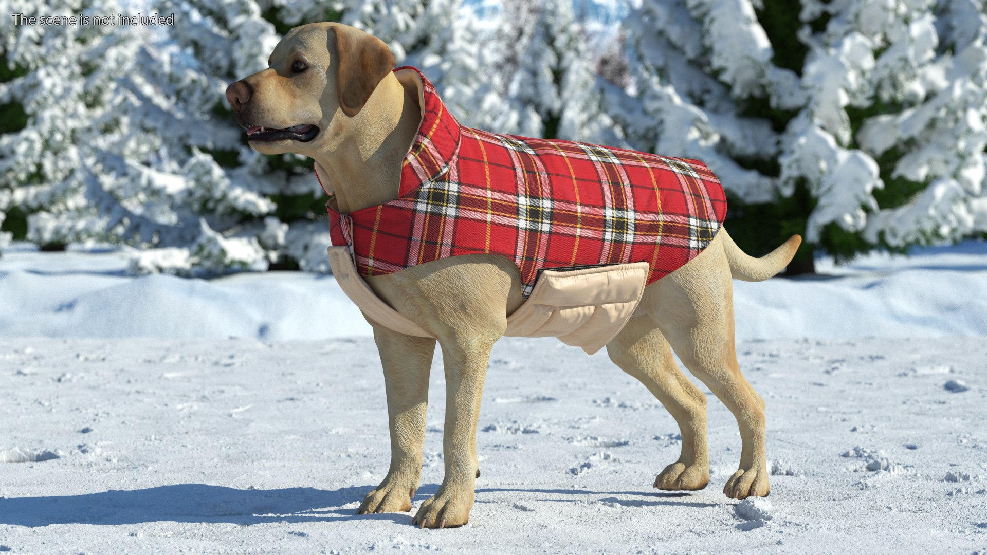 Labrador Wearing Red Coat 3D model https://p.turbosquid.com/ts-thumb/UX/siGOnJ/B2/labradorwearingredcoatvray3dmodel002/jpg/1678151125/1920x1080/fit_q87/956cca2f53d1dfaebaa7aed466d6a6f32c45452e/labradorwearingredcoatvray3dmodel002.jpg