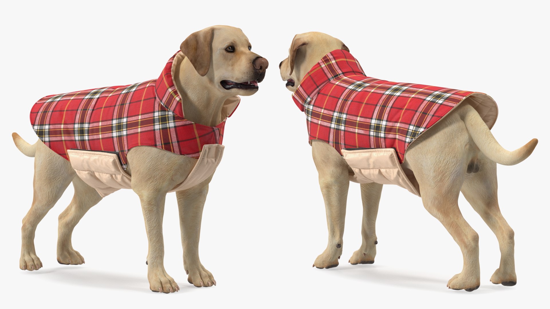 Labrador Wearing Red Coat 3D model https://p.turbosquid.com/ts-thumb/UX/siGOnJ/G1/labradorwearingredcoatvray3dmodel007/jpg/1678151142/1920x1080/fit_q87/62c7a4d7b9f00796cb59277a4523429595d39d72/labradorwearingredcoatvray3dmodel007.jpg