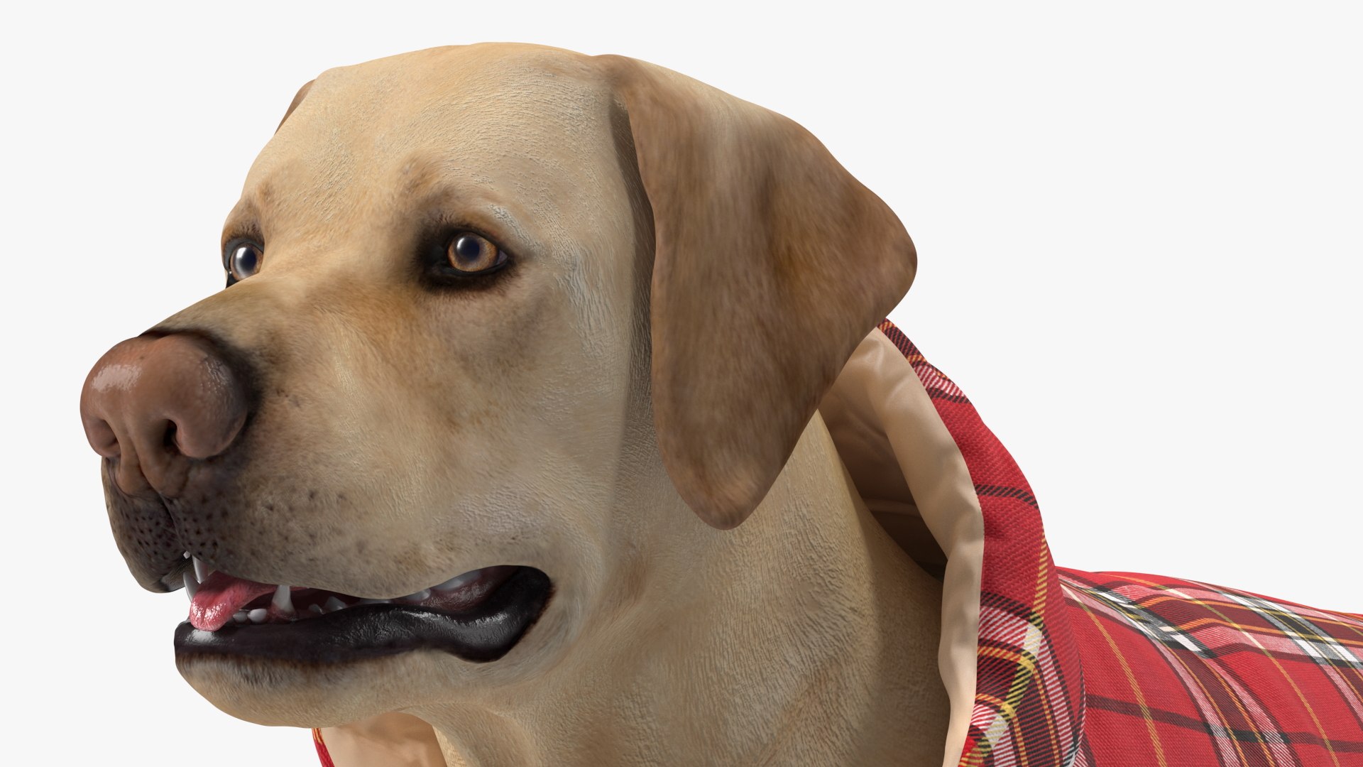 Labrador Wearing Red Coat 3D model https://p.turbosquid.com/ts-thumb/UX/siGOnJ/K3/labradorwearingredcoatvray3dmodel012/jpg/1678151157/1920x1080/fit_q87/34afbd1aef873b1049c25273af90fd0a9867ae95/labradorwearingredcoatvray3dmodel012.jpg