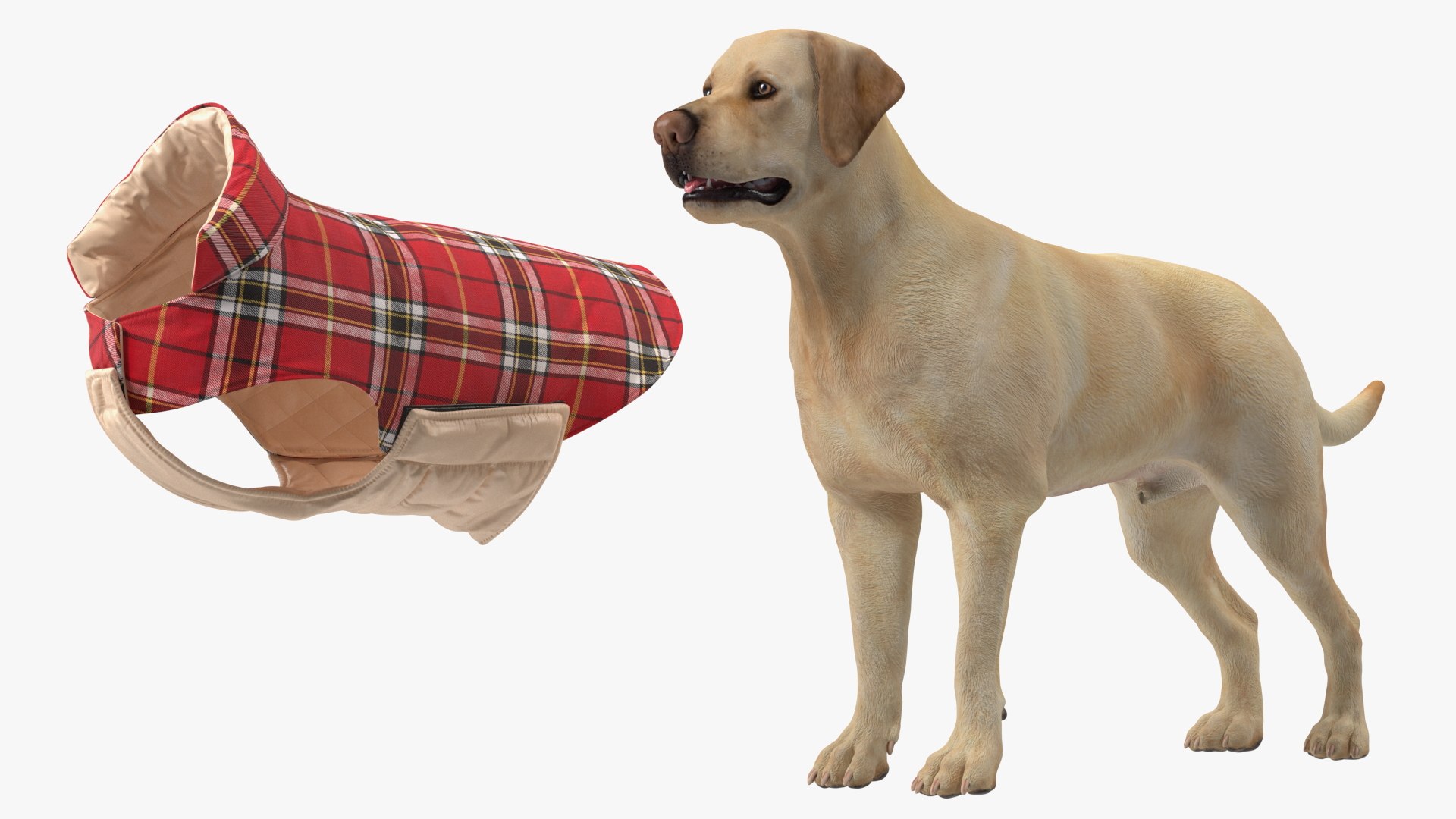 Labrador Wearing Red Coat 3D model https://p.turbosquid.com/ts-thumb/UX/siGOnJ/OY/labradorwearingredcoatvray3dmodel016/jpg/1678151171/1920x1080/fit_q87/fa006fb92dd2c60d29b444c455f4472d645d6ccb/labradorwearingredcoatvray3dmodel016.jpg