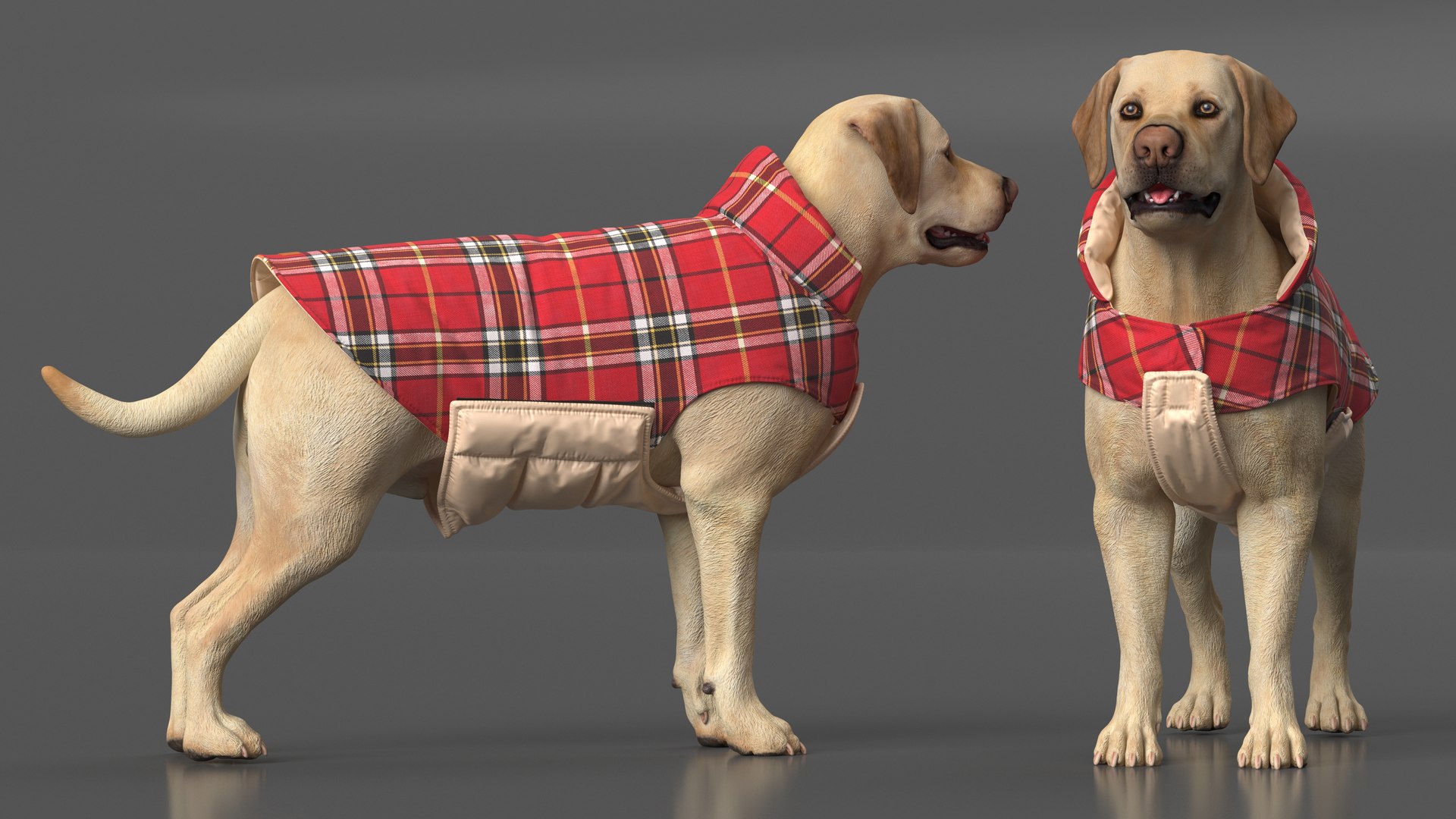 Labrador Wearing Red Coat 3D model https://p.turbosquid.com/ts-thumb/UX/siGOnJ/So/labradorwearingredcoatvray3dmodel004/jpg/1678151133/1920x1080/fit_q87/9c4bfe6af0ad441f10f2b5e59679186282a1de6e/labradorwearingredcoatvray3dmodel004.jpg