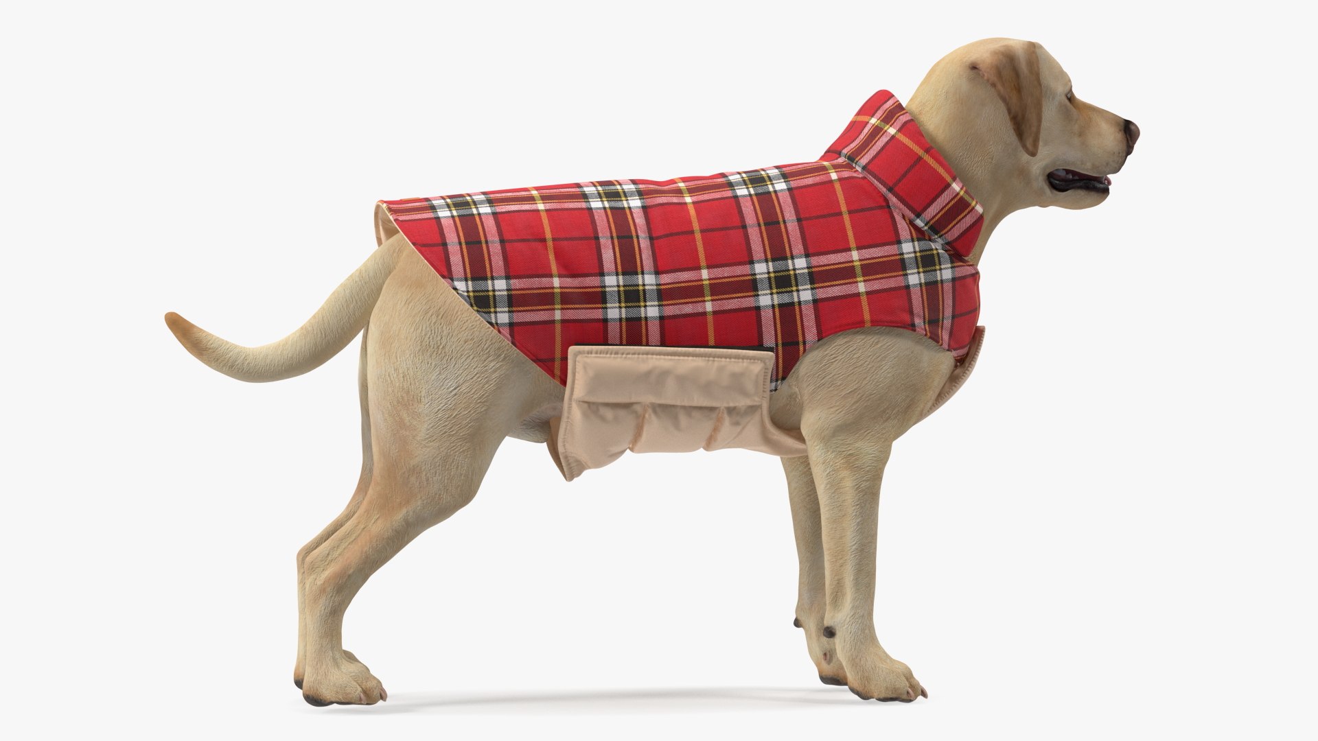Labrador Wearing Red Coat 3D model https://p.turbosquid.com/ts-thumb/UX/siGOnJ/b8/labradorwearingredcoatvray3dmodel006/jpg/1678151139/1920x1080/fit_q87/cd317edc81d3b84b0f864f511e7c82a52f148227/labradorwearingredcoatvray3dmodel006.jpg
