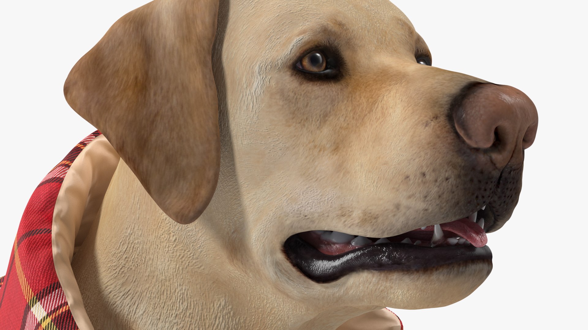 Labrador Wearing Red Coat 3D model https://p.turbosquid.com/ts-thumb/UX/siGOnJ/bH/labradorwearingredcoatvray3dmodel013/jpg/1678151160/1920x1080/fit_q87/7ca07c7f57bfd783d86240f5b0bca622e3417d85/labradorwearingredcoatvray3dmodel013.jpg