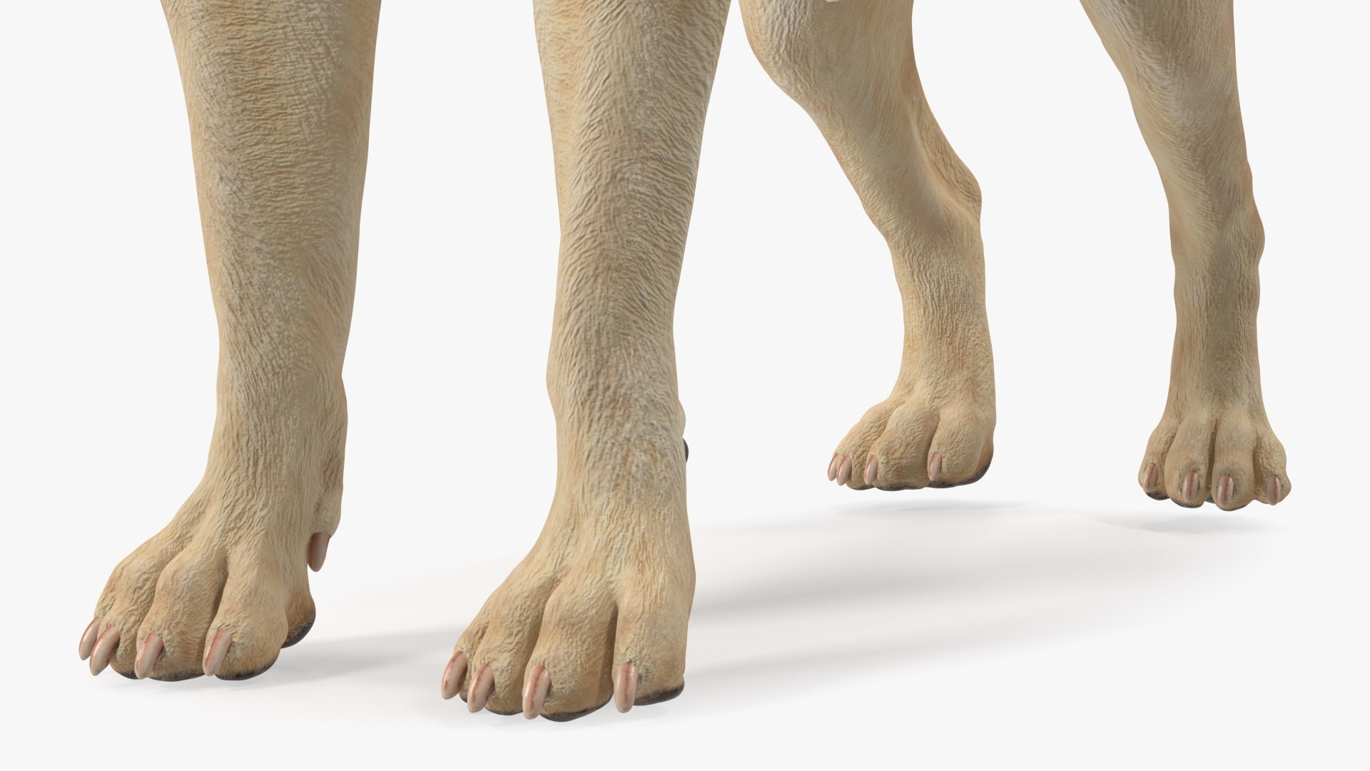 Labrador Wearing Red Coat 3D model https://p.turbosquid.com/ts-thumb/UX/siGOnJ/bW/labradorwearingredcoatvray3dmodel015/jpg/1678151167/1920x1080/fit_q87/73a49e0cb7f5e234ede8d5bbd053fd537b1cee7d/labradorwearingredcoatvray3dmodel015.jpg