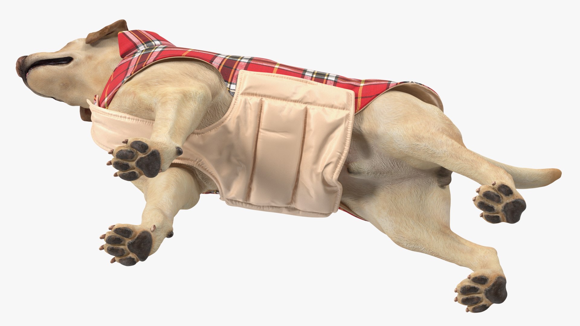 Labrador Wearing Red Coat 3D model https://p.turbosquid.com/ts-thumb/UX/siGOnJ/lc/labradorwearingredcoatvray3dmodel011/jpg/1678151154/1920x1080/fit_q87/b7d406b7d80a4585340422962bf97fb25e80b1e6/labradorwearingredcoatvray3dmodel011.jpg