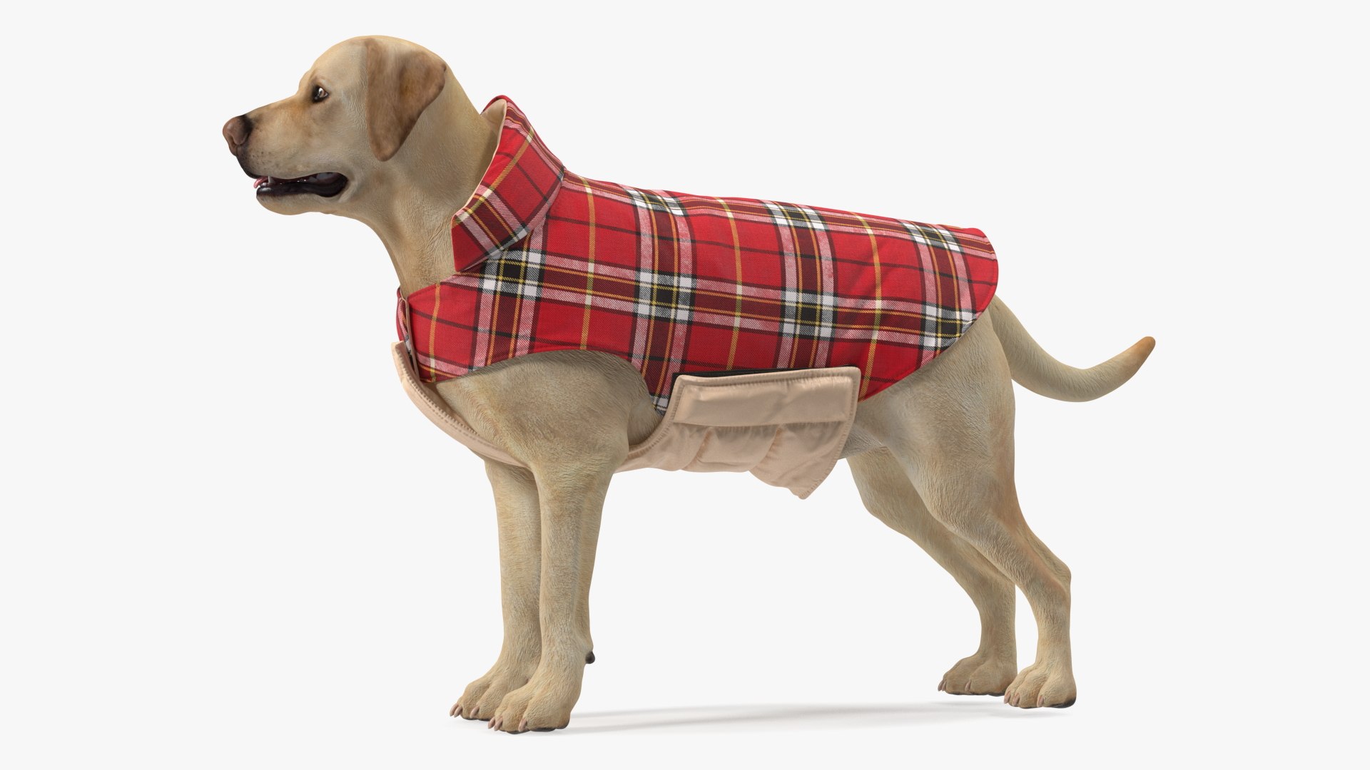 Labrador Wearing Red Coat 3D model https://p.turbosquid.com/ts-thumb/UX/siGOnJ/mc/labradorwearingredcoatvray3dmodel005/jpg/1678151136/1920x1080/fit_q87/d8b130eb578d3b7724d1414cc104dc78d3b9235e/labradorwearingredcoatvray3dmodel005.jpg