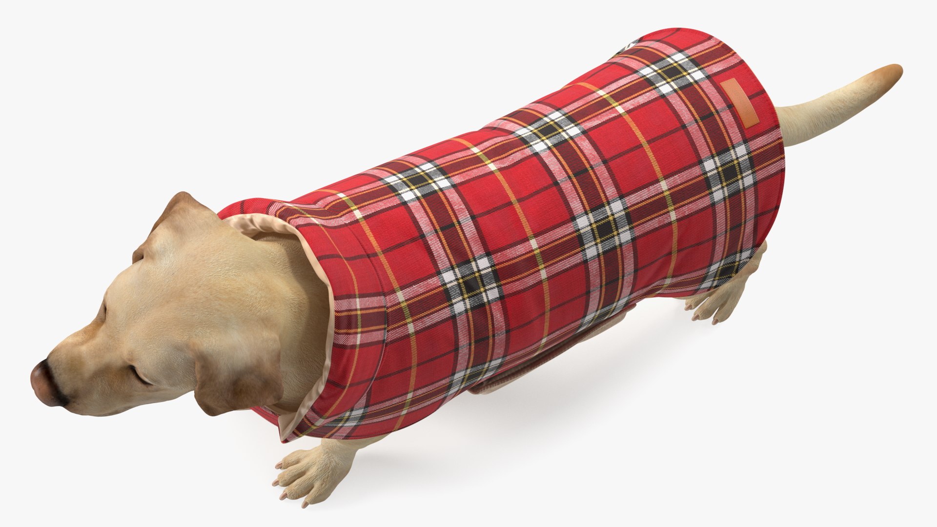 Labrador Wearing Red Coat 3D model https://p.turbosquid.com/ts-thumb/UX/siGOnJ/oB/labradorwearingredcoatvray3dmodel010/jpg/1678151151/1920x1080/fit_q87/45ef1f8612e6c6706f1ef4b952004c57e254768b/labradorwearingredcoatvray3dmodel010.jpg
