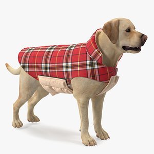Labrador Wearing Red Coat 3D model