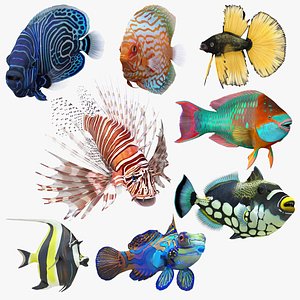 Coral Fish Rigged Collection 2 3D model