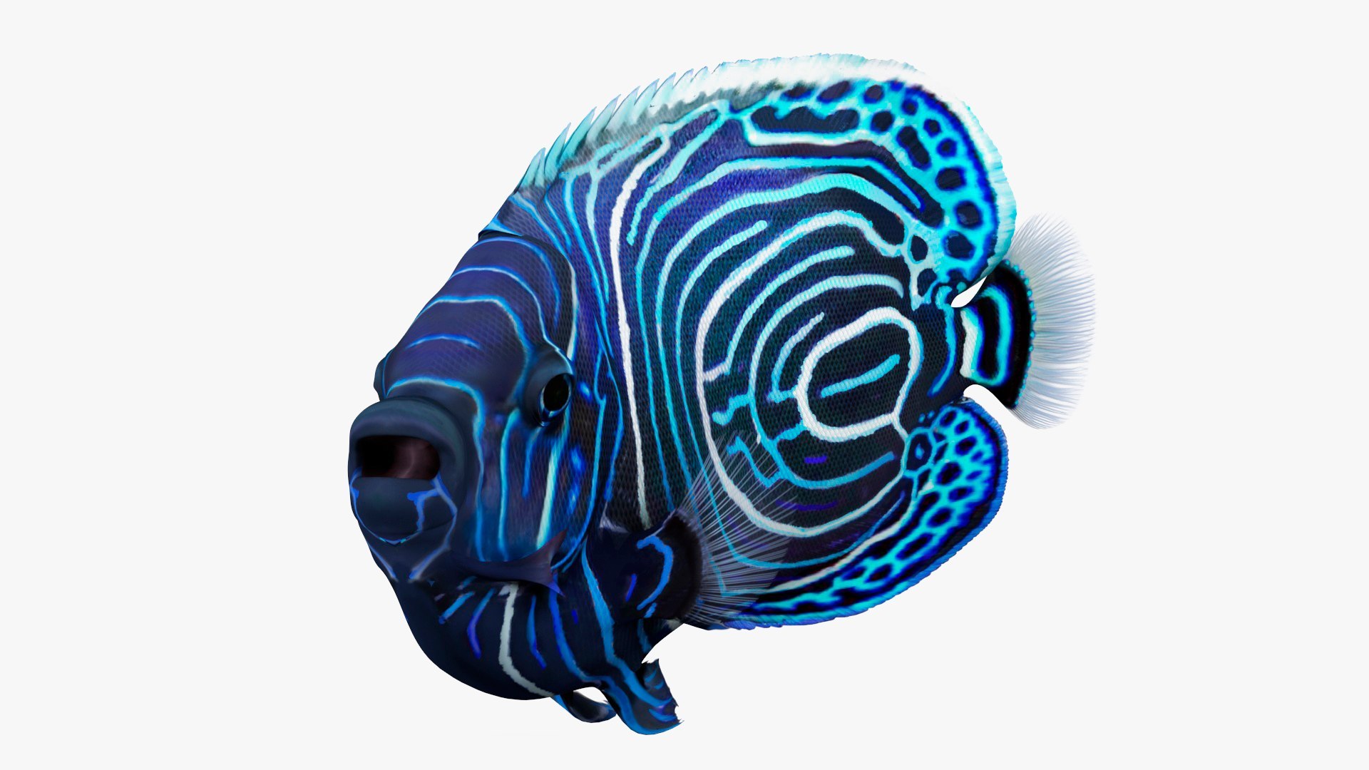 Coral Fish Rigged Collection 2 3D model preview
