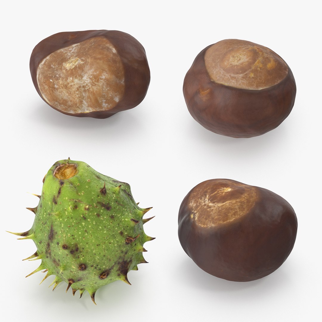 3D model Chestnut Collection https://p.turbosquid.com/ts-thumb/UY/6GREmM/yj/chestnut_collection_preview/jpg/1683911412/1920x1080/fit_q87/8ff599073a174f78ef27ac09c1a87efb69ae0a14/chestnut_collection_preview.jpg