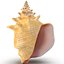3ds Conch Shell 000 Conch Shell