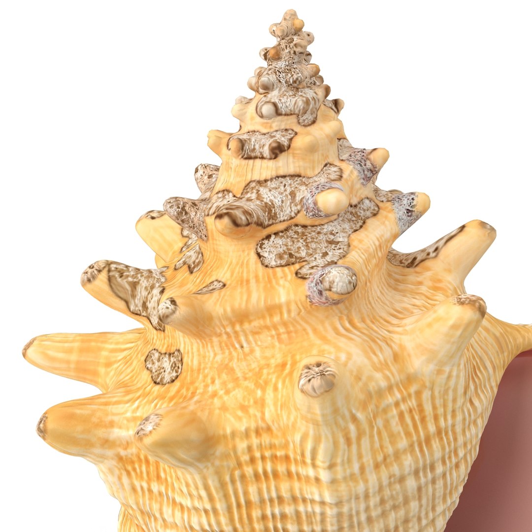 3ds conch shell https://p.turbosquid.com/ts-thumb/UY/6GvadH/TZsprOlL/010_conch_shell/jpg/1407935116/1920x1080/fit_q87/7e2d5f087377e48a10101f2cb0a505230937b4eb/010_conch_shell.jpg