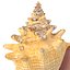 Conch Shell