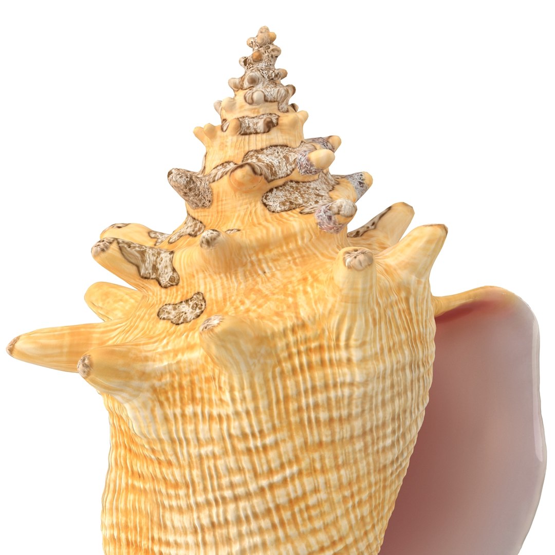 3ds conch shell https://p.turbosquid.com/ts-thumb/UY/6GvadH/UDhywRWT/006_conch_shell/jpg/1407935009/1920x1080/fit_q87/43f1db0e217c9cd3e4a5d6f86cd3c0256eecc57b/006_conch_shell.jpg
