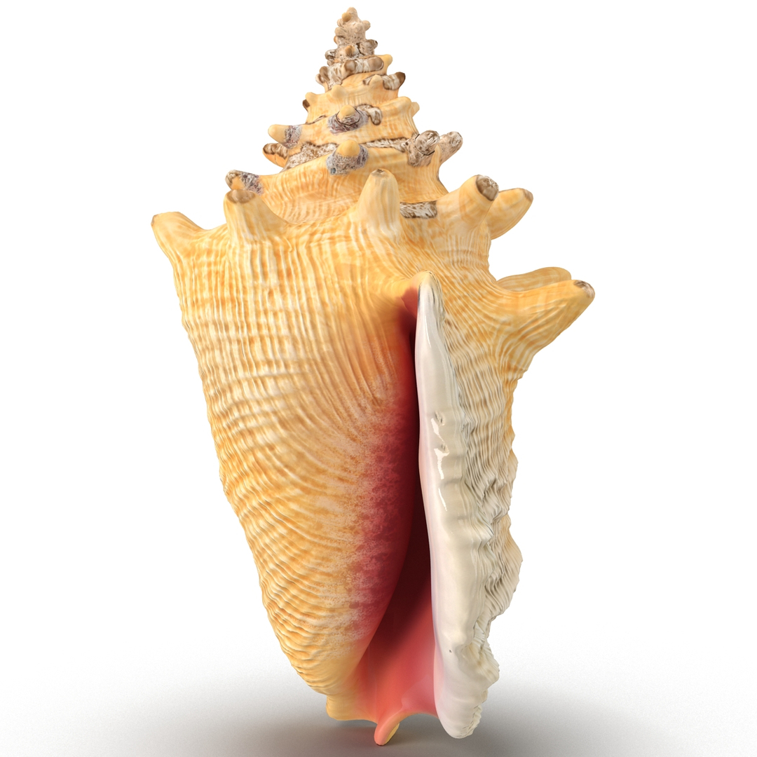 3ds conch shell