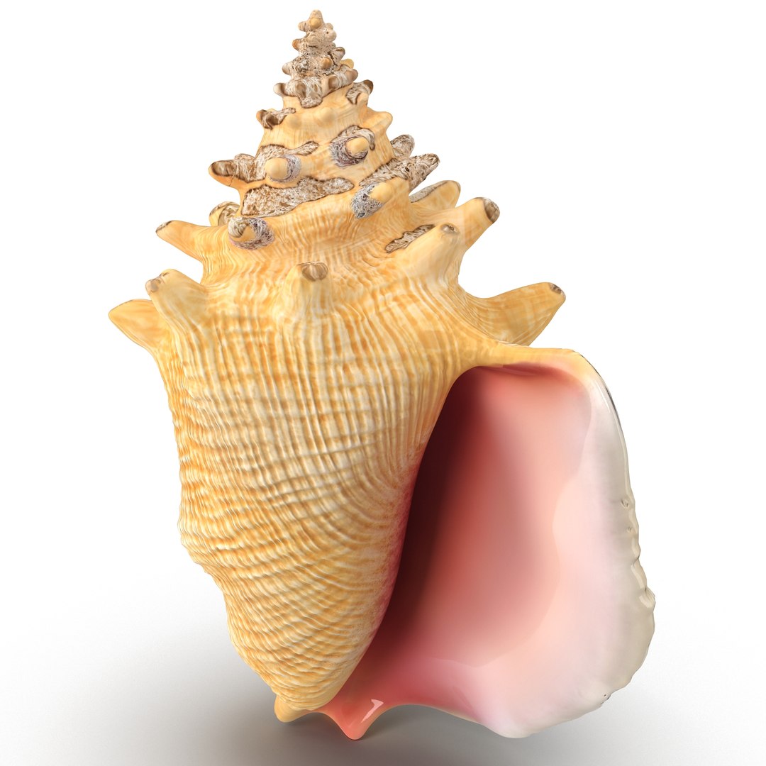 3ds conch shell https://p.turbosquid.com/ts-thumb/UY/6GvadH/rvyTQxpR/025___conch_shell/jpg/1407935185/1920x1080/fit_q87/d00ec648f46f586a1f3a69c8425553b1a6b57f66/025___conch_shell.jpg