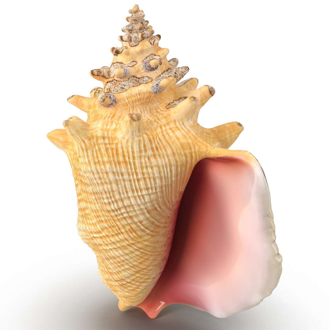 3ds conch shell