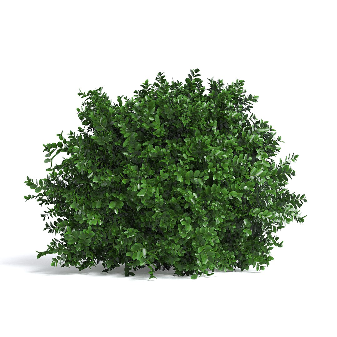 3D model Common Box Shrub II - TurboSquid 1976666