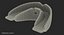 Orthodontic Braces Retainers 3D Model