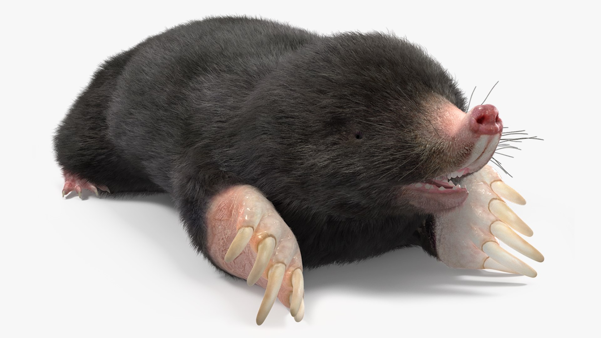 Mole Animal Fur Rigged 3D model preview