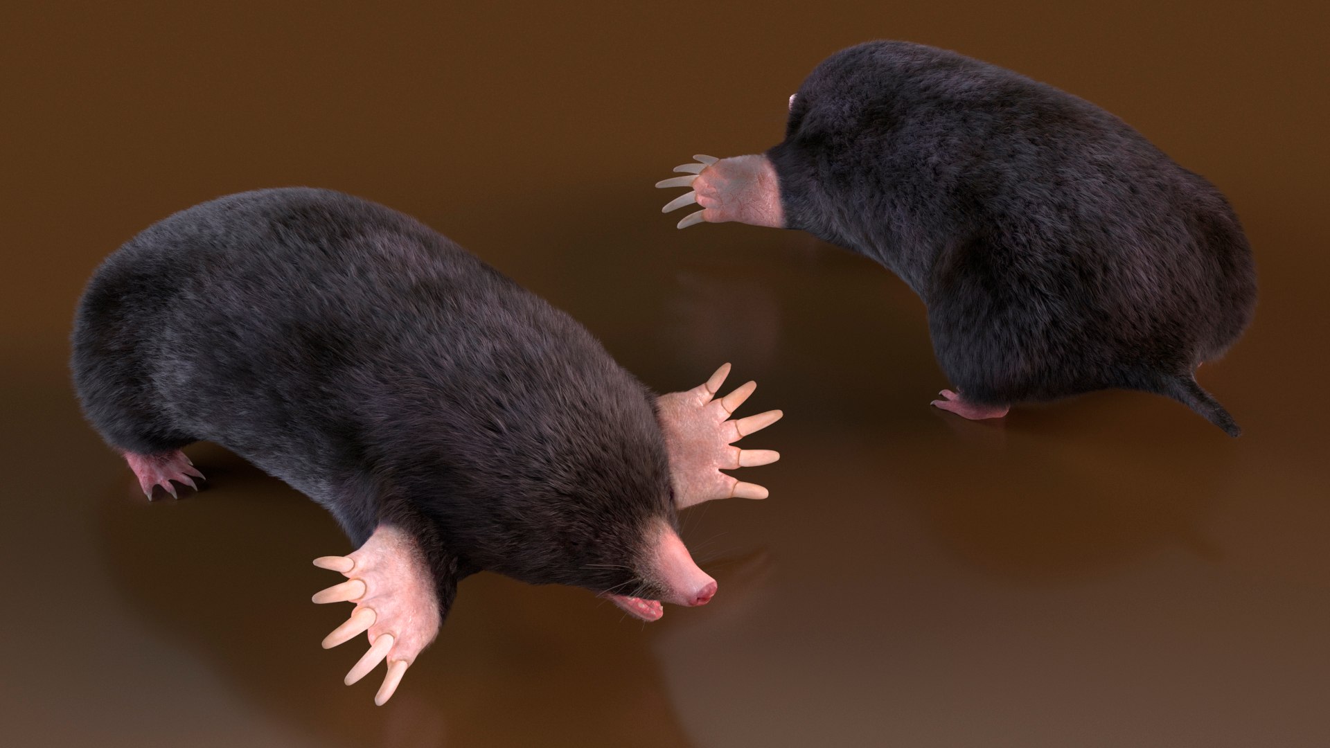 Mole Animal Fur Rigged 3D Model - TurboSquid 2220831