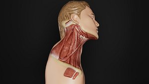 Human Anatomy-Muscular System-Hyoid Muscles Neck-Right Lateral View