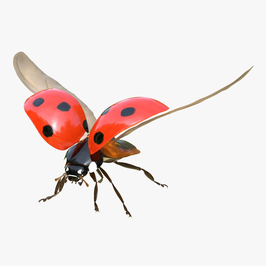 Flying Ladybug with Fur Rigged 3D Model 3D model preview