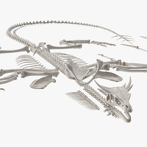 Dragon Skeleton in Unfolded State