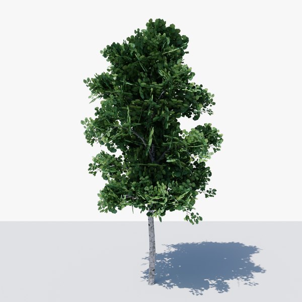 3D Lowpoly Birch Tree v1